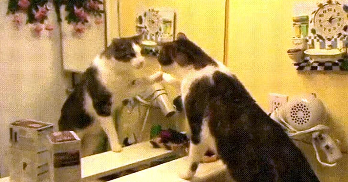 Гифки с котами