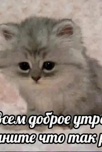 Гифки с котятами