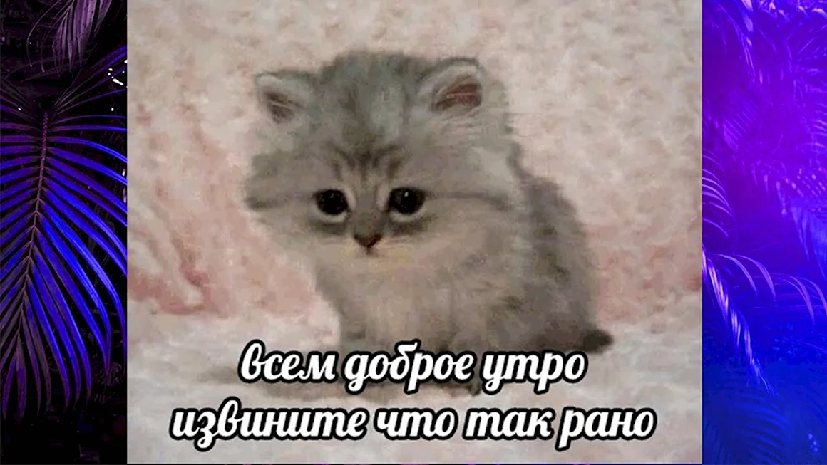 Гифки с котятами