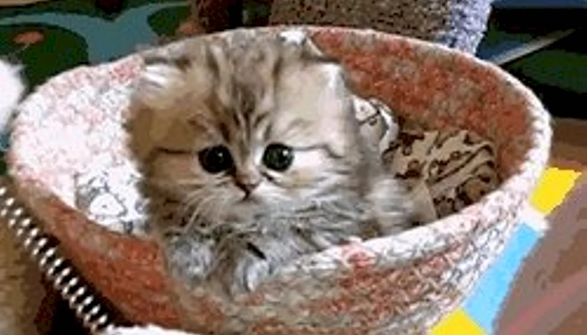 Гифки с котятами