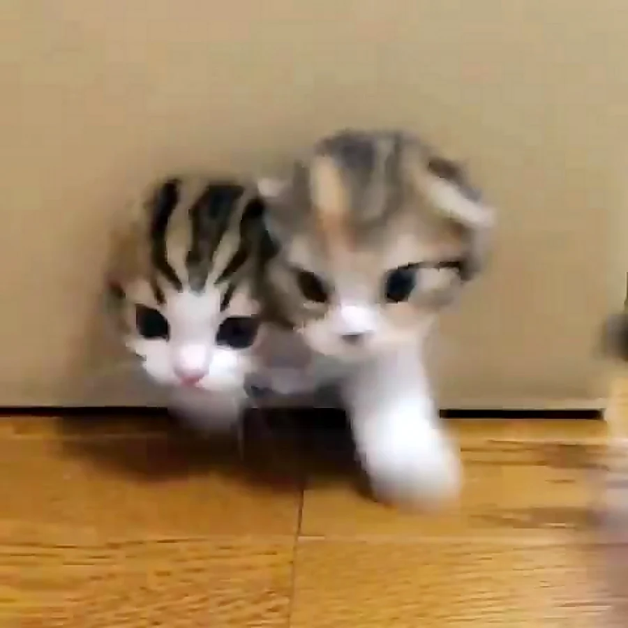Гифки с котятами