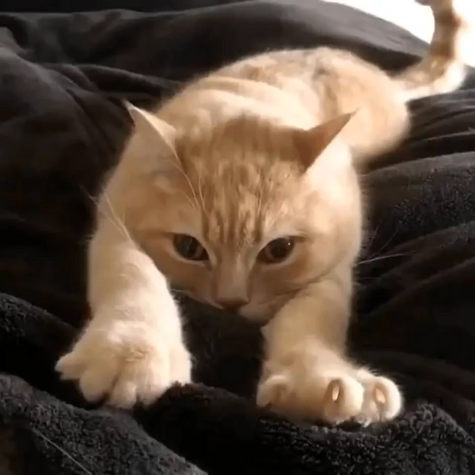 Гифки с котиками