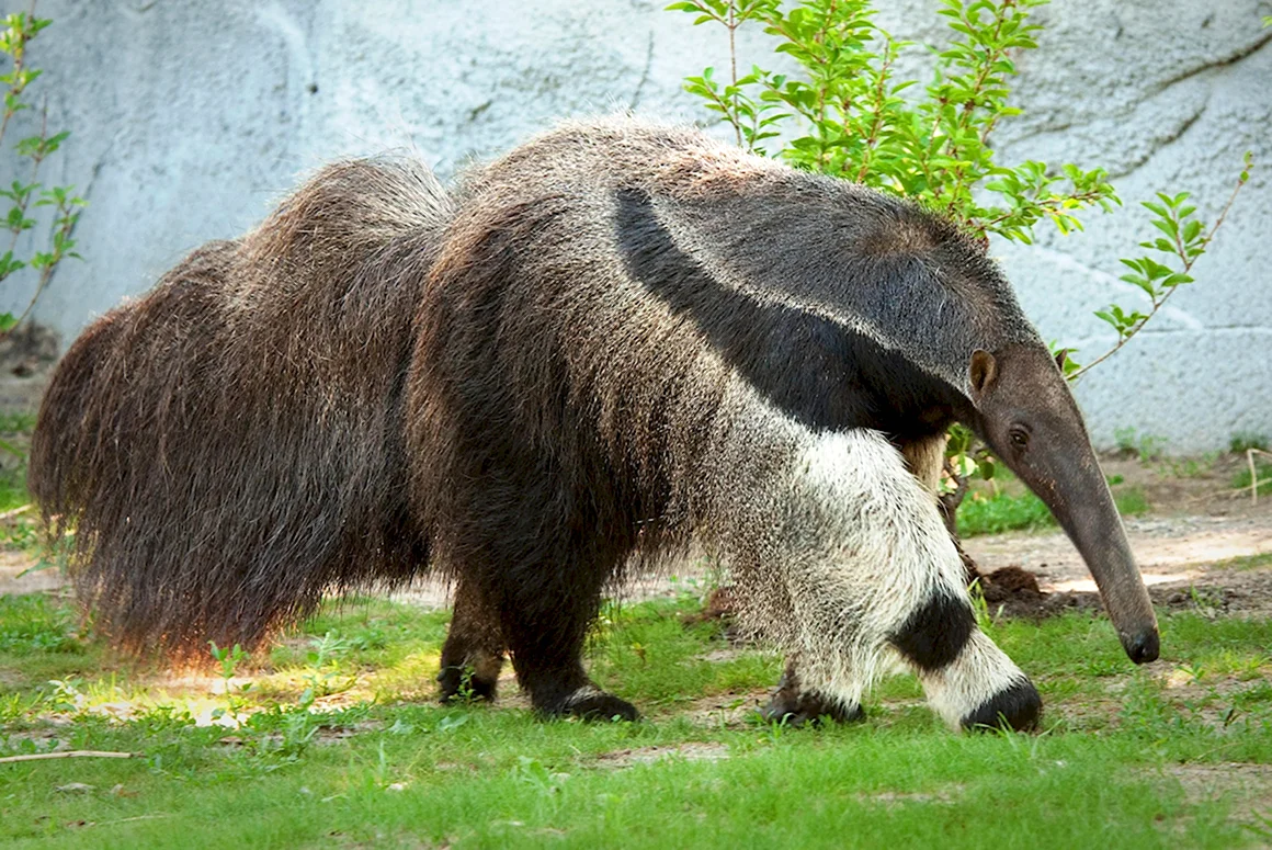 Гигантский муравьед крупнейший хищник Южной Америки