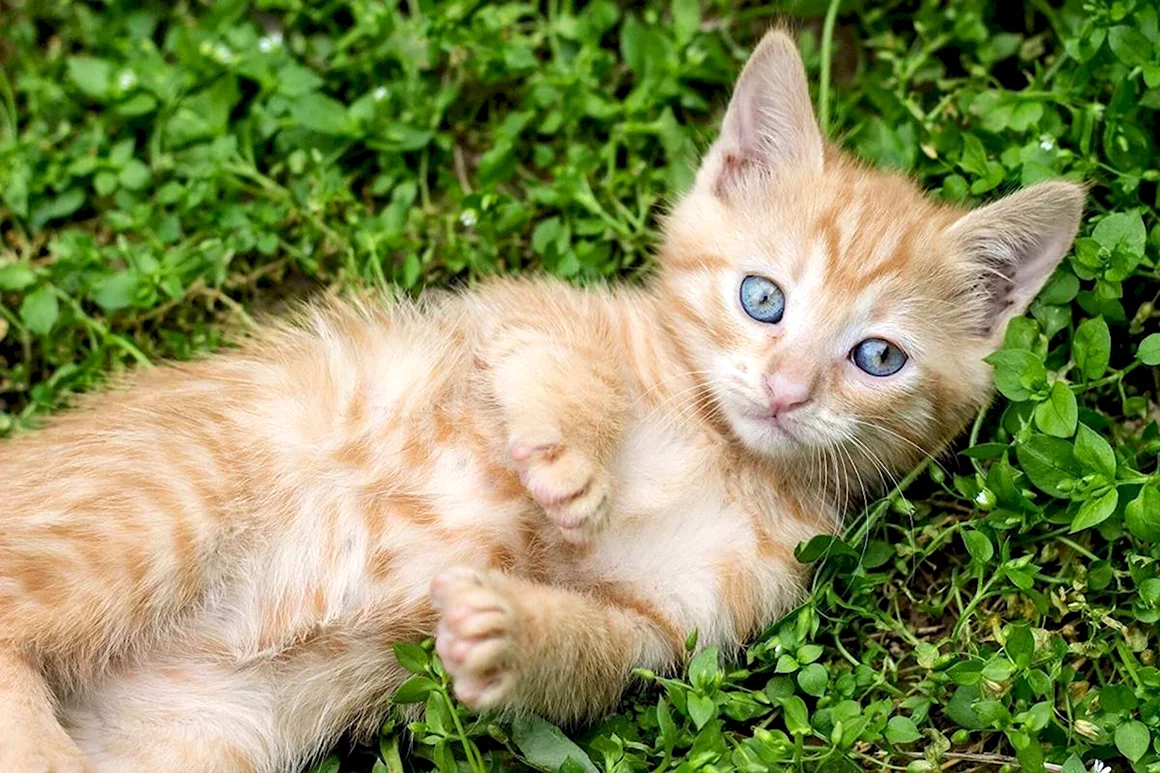 Ginger tabby Cat порода