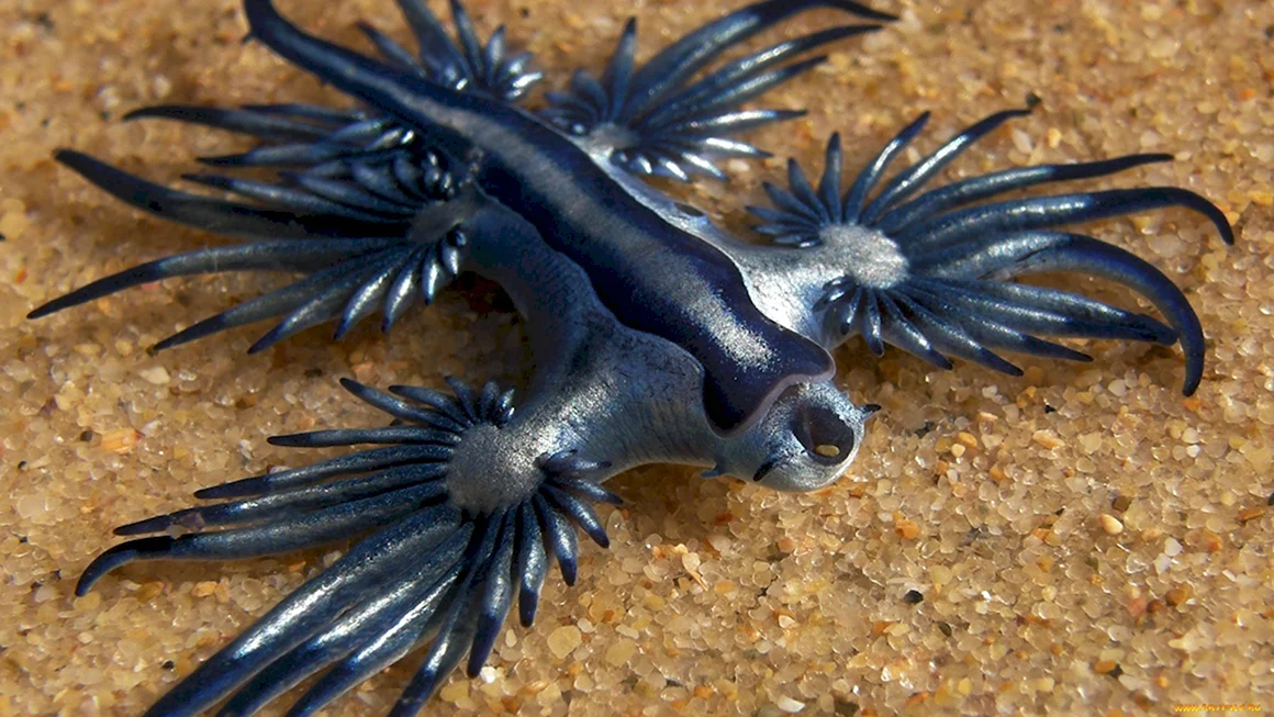 Glaucus Atlanticus голубой дракон