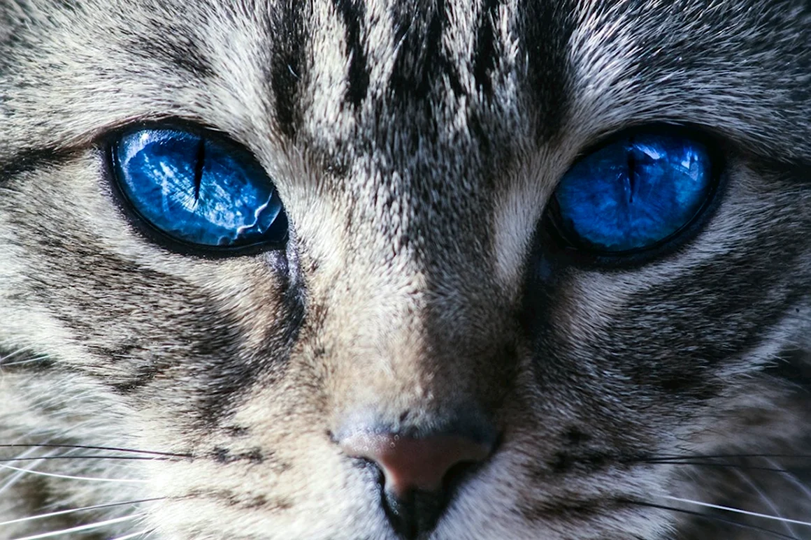 Глаза кошки