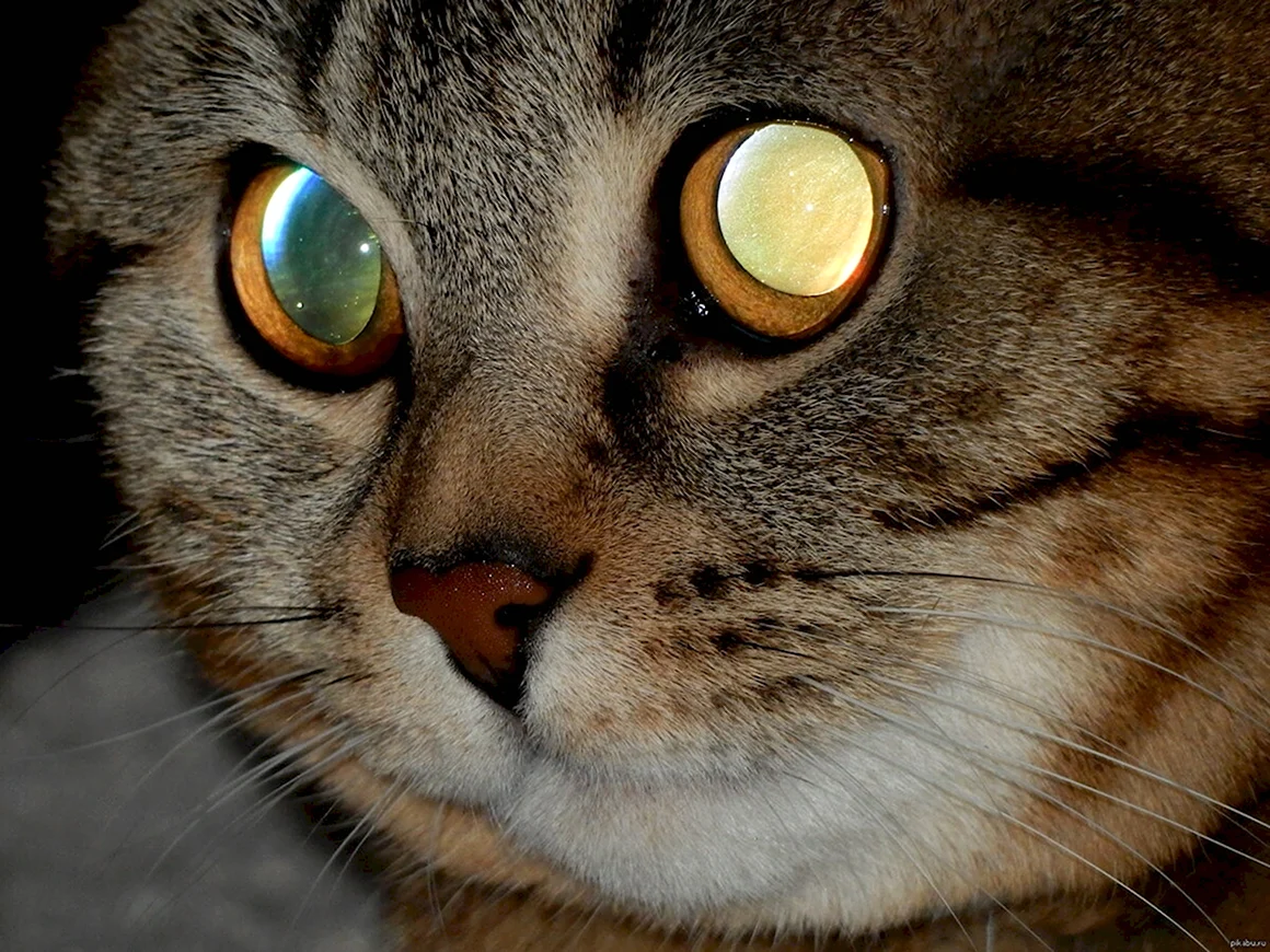 Глаза кошки