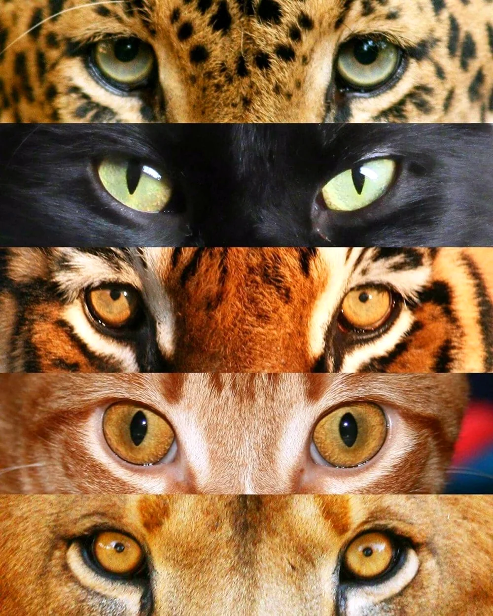 Глаза животных