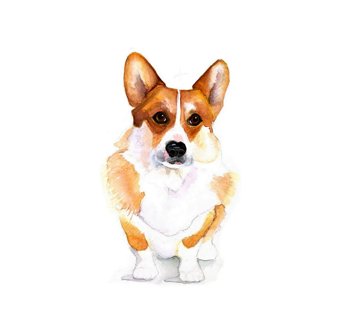 Глазастик корги