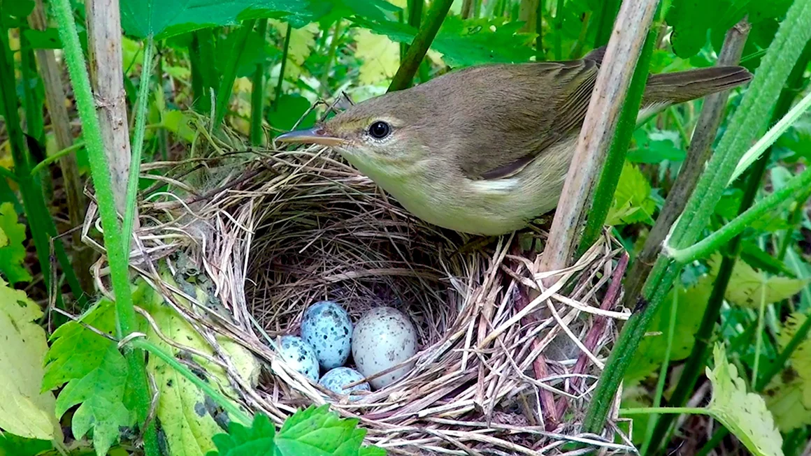 Гнездо Болотной камышевки