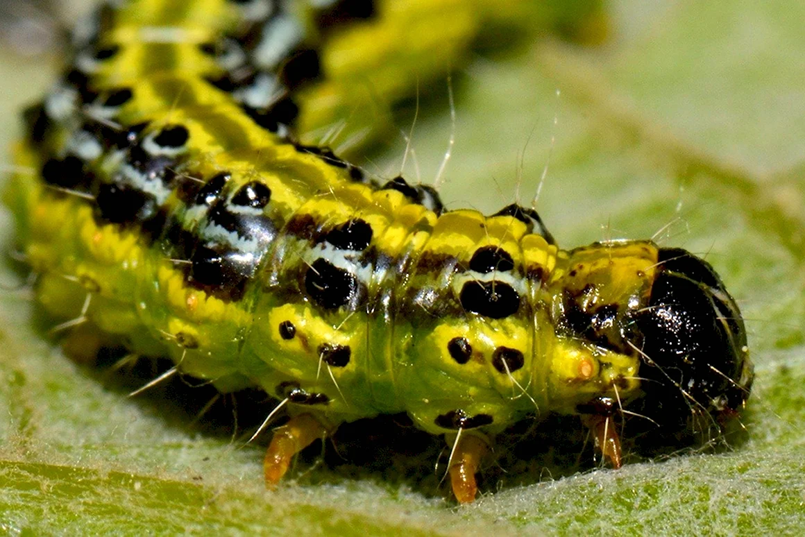 Gnophria rubricollis гусеница