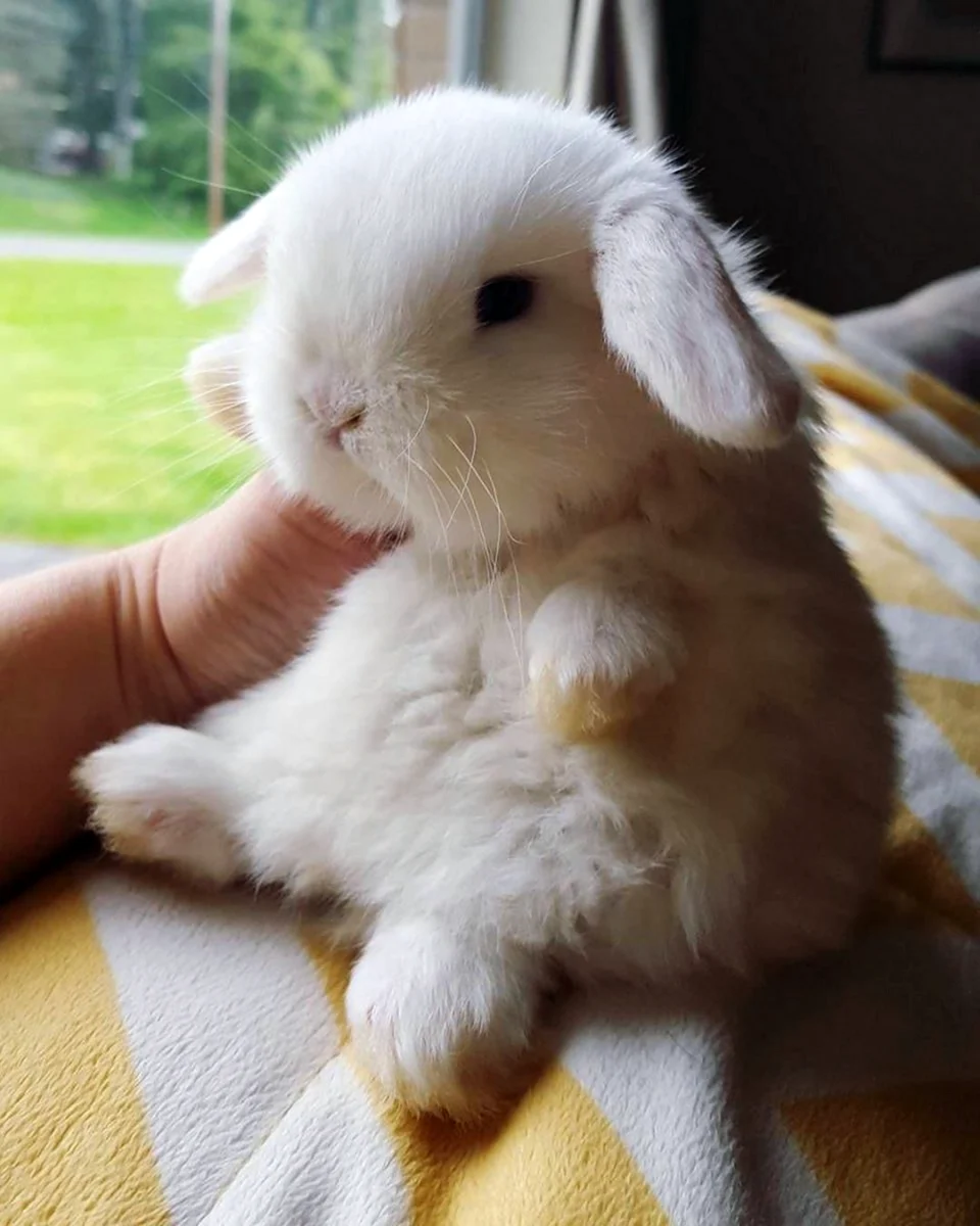 Голландский вислоухий кролик
