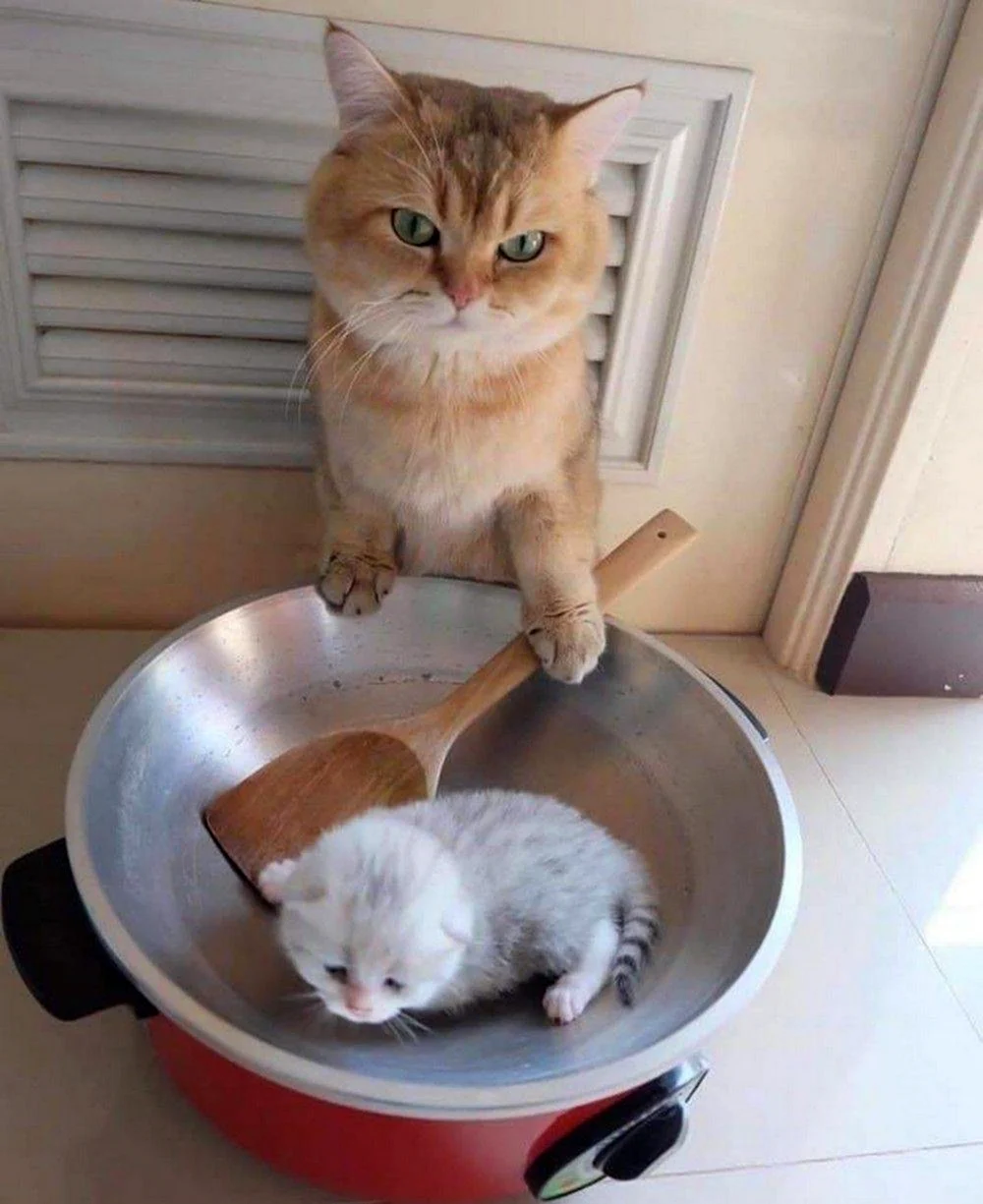 Голодный котенок