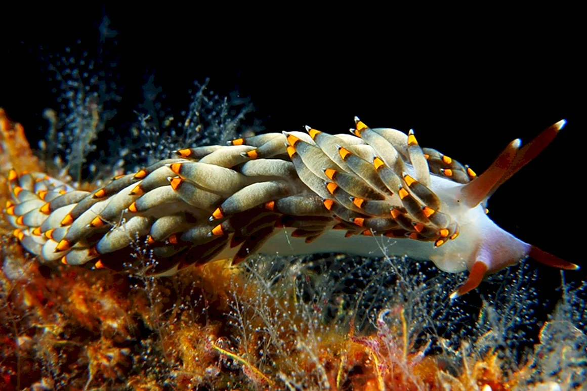 Голожаберные Nudibranchia