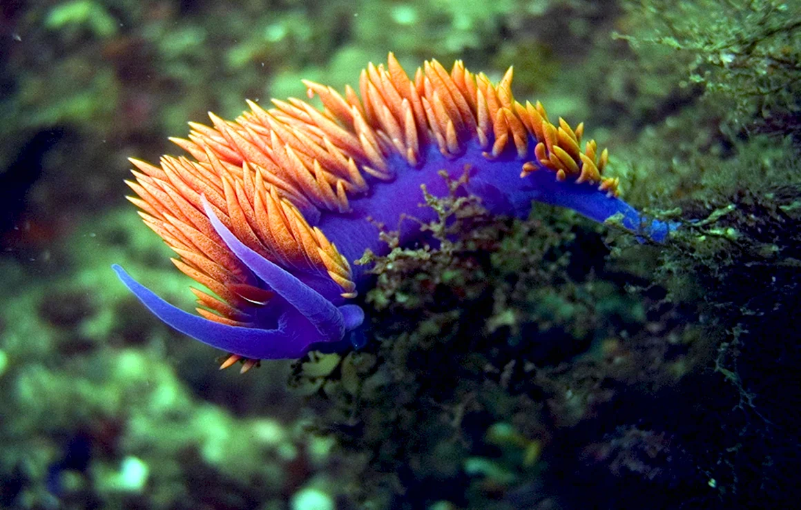 Голожаберные Nudibranchia