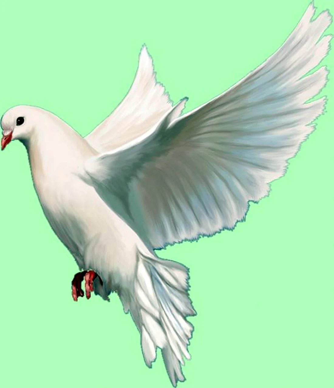 Голубь