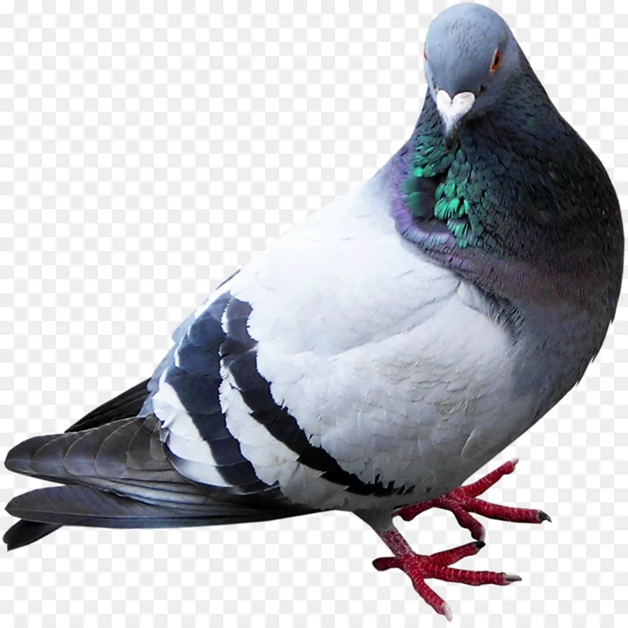 Голубь