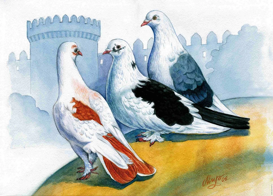 Голубь рисунок