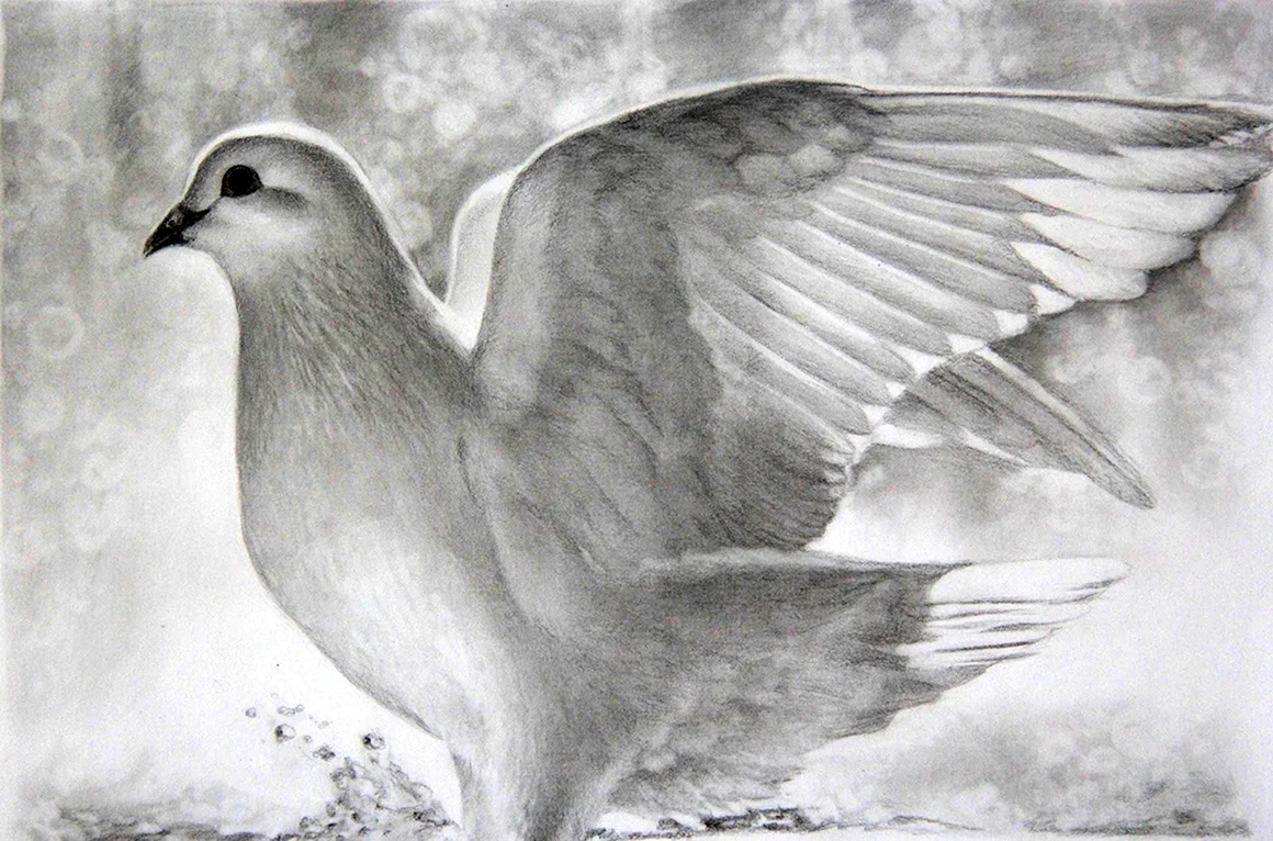 Голубь рисунок карандашом