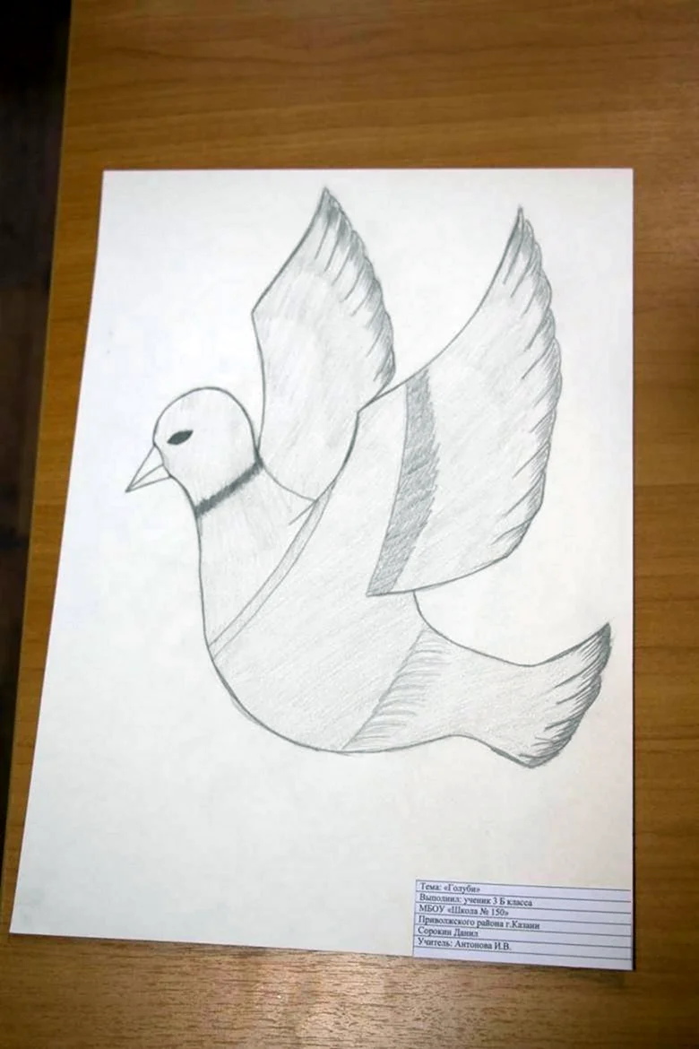 Голубь рисунок карандашом