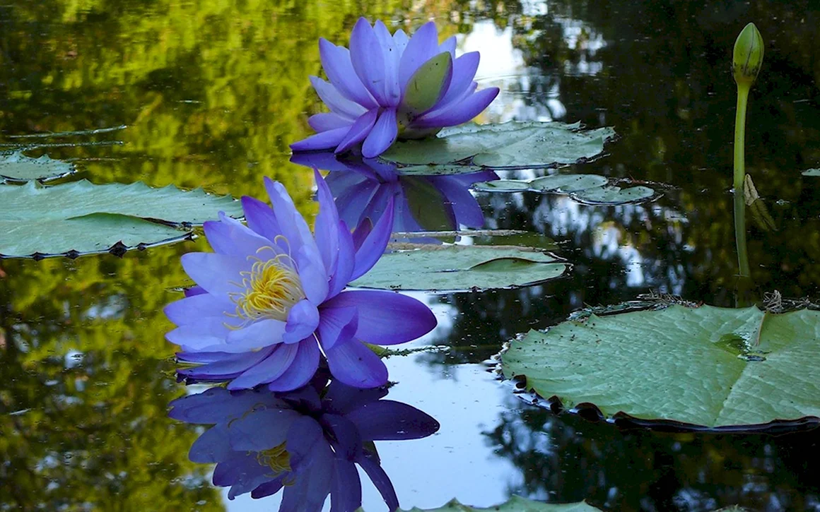 Голубой Лотос Nymphaea caerulea