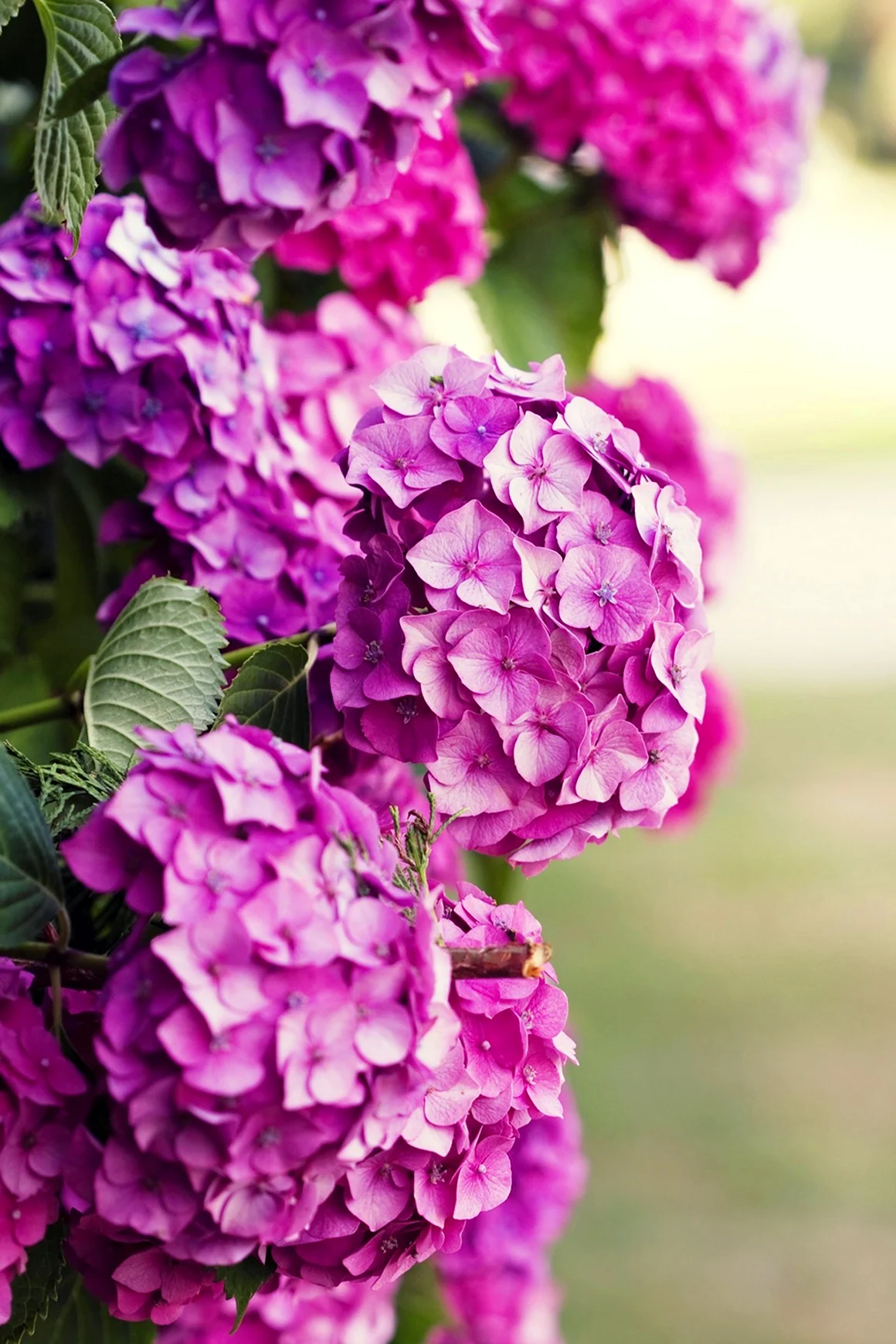 Гортензия Fleurie Pink