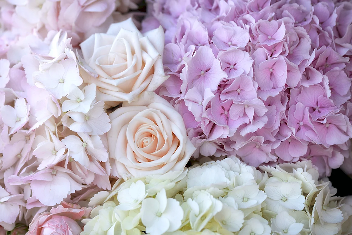 Гортензия Tiffany Pink