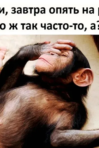 Господ за втра опять на работ