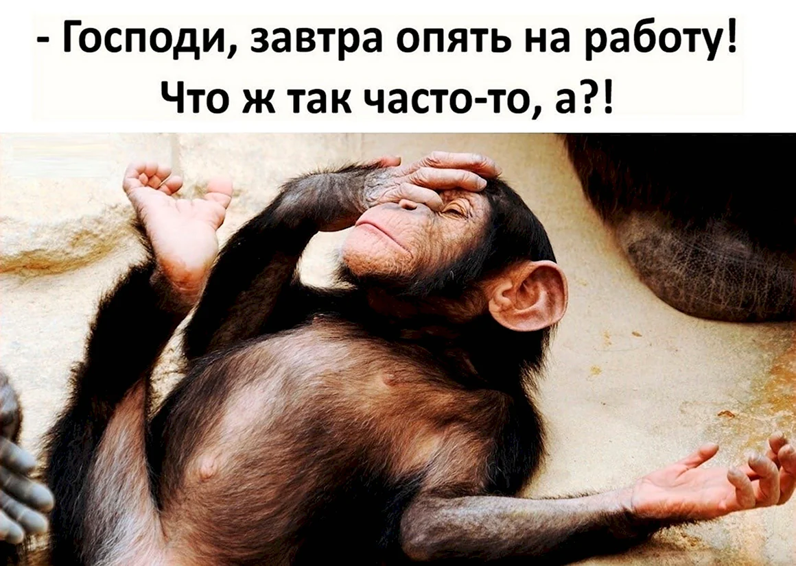 Господ за втра опять на работ