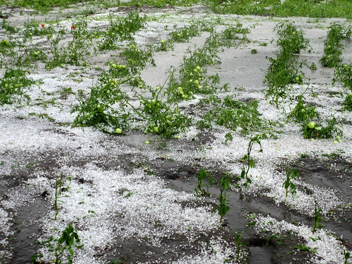 Град в сельском хозяйстве