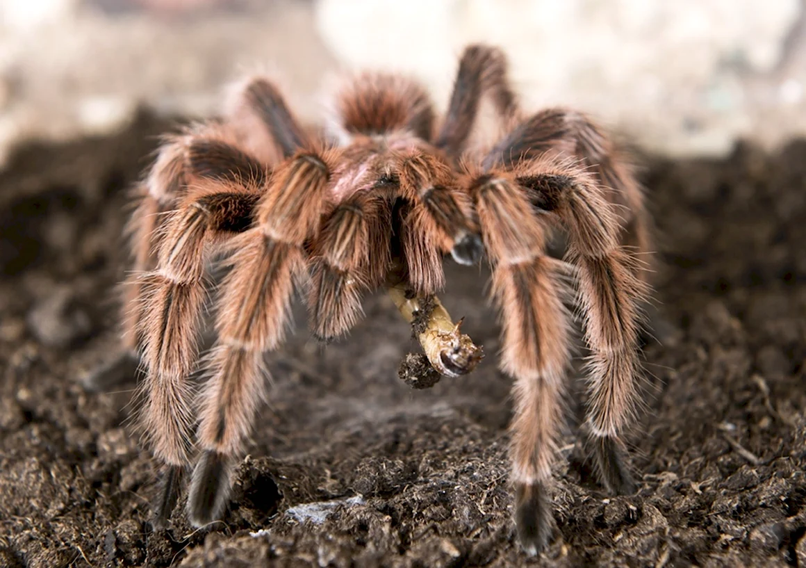 Grammostola mollicoma