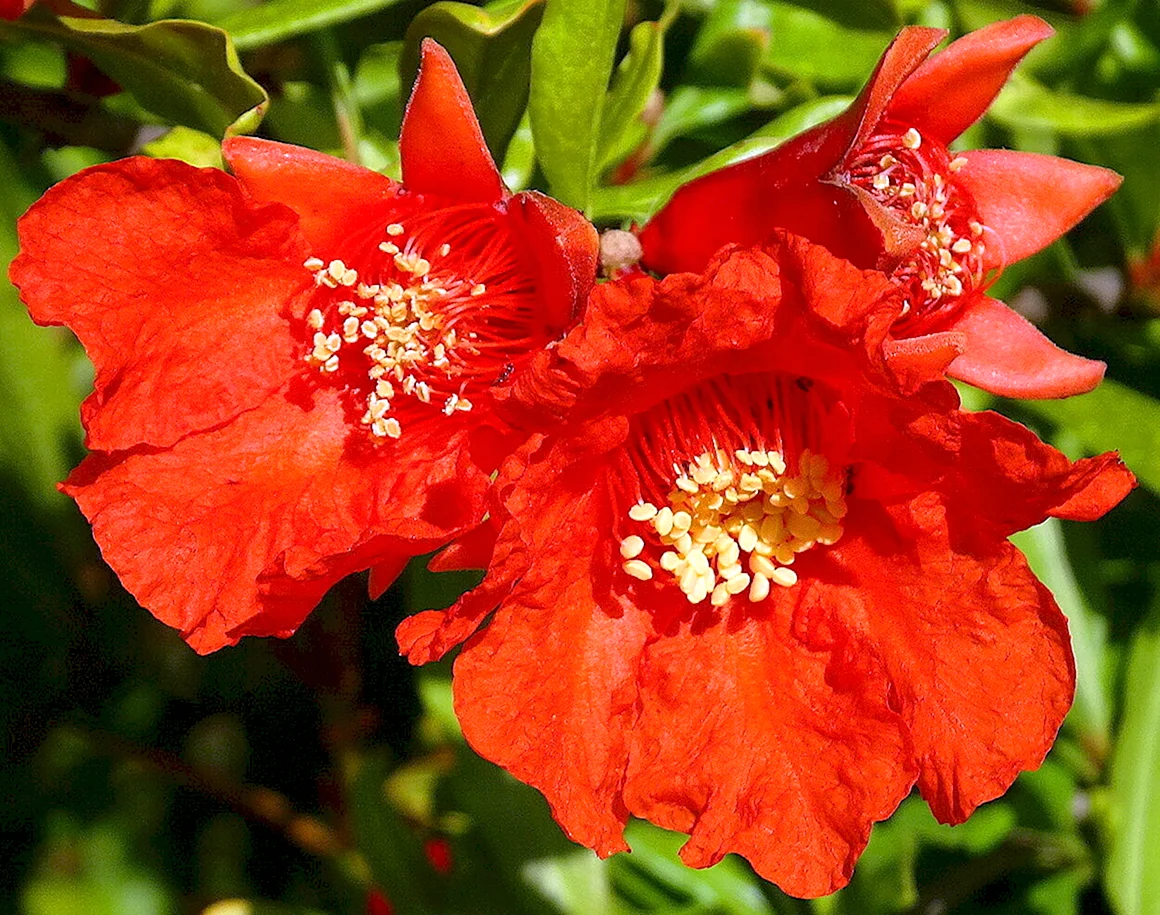 Гранат Punica granatum