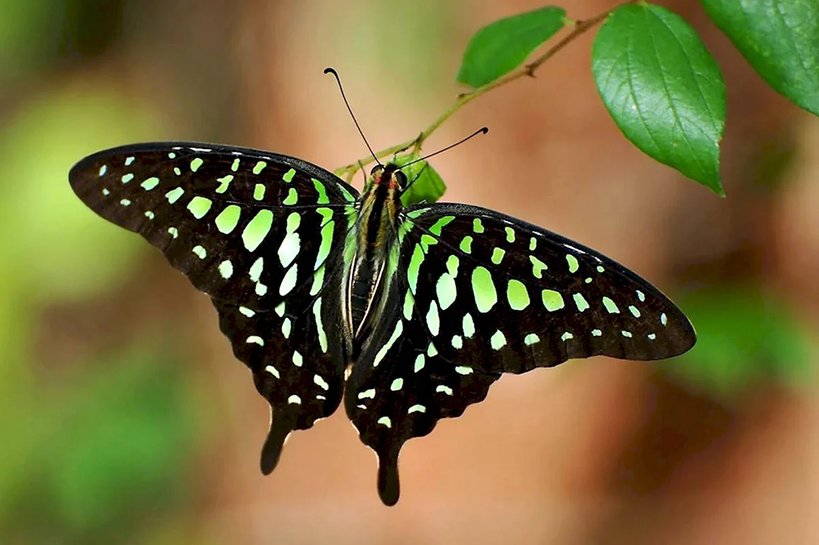 Graphium Agamemnon бабочка