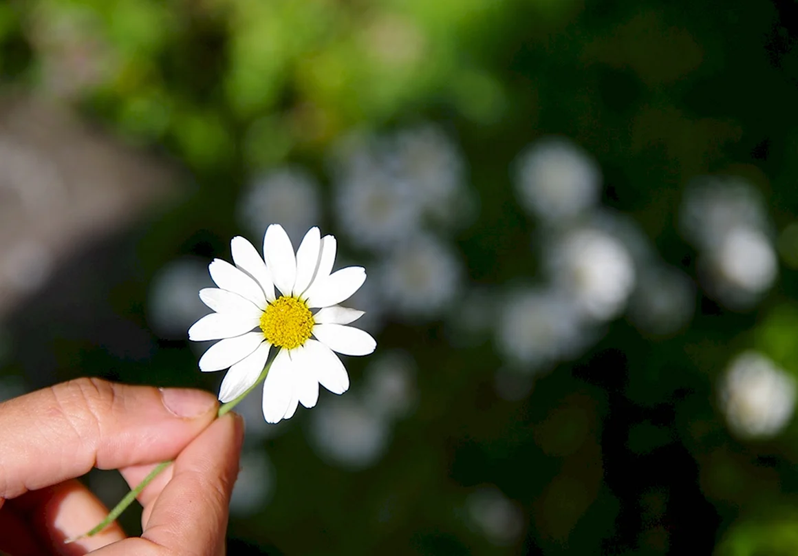 Green Daisy