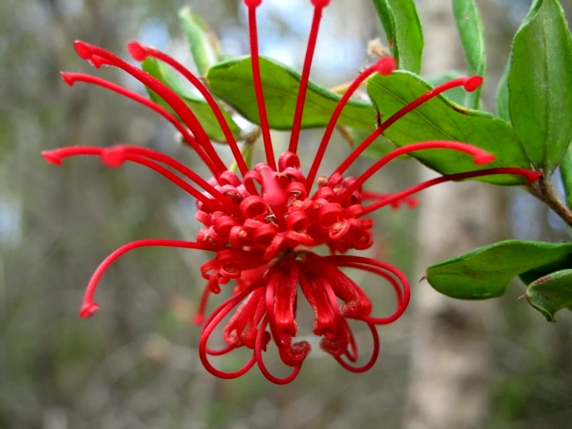 Grevillea speciosa