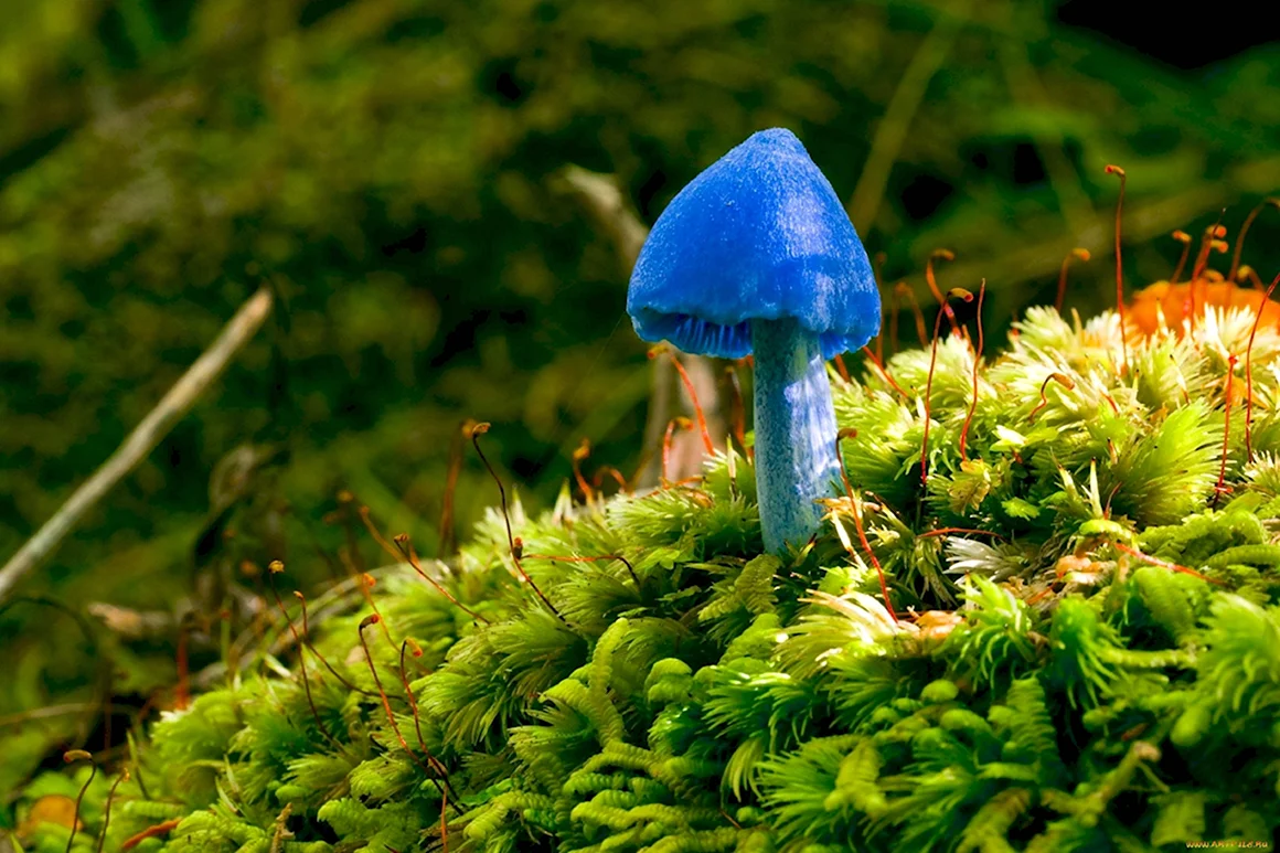 Гриб Entoloma hochstetteri