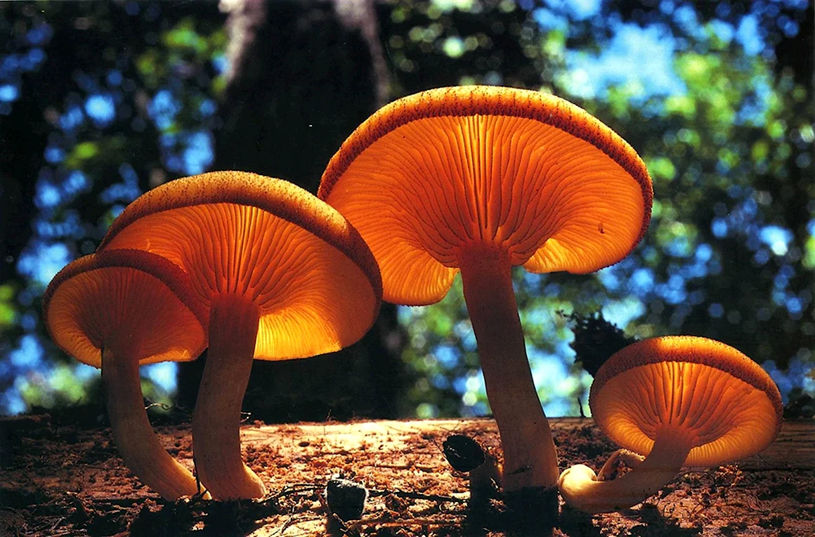 Гриб Mushroom Машрум