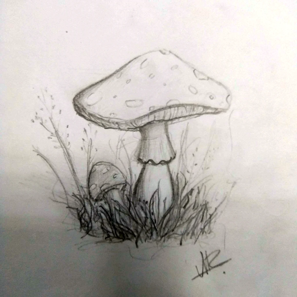 Грибы карандашом