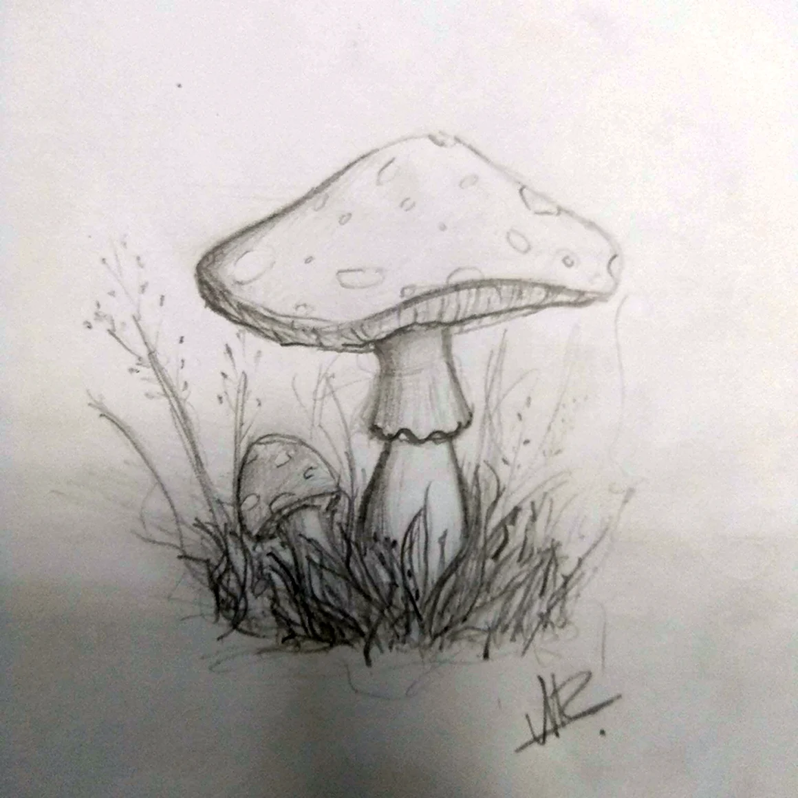 Грибы карандашом