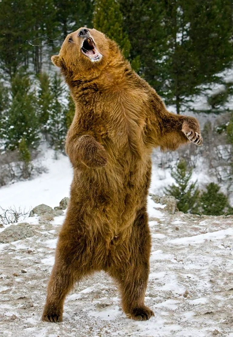 Гризли Беар