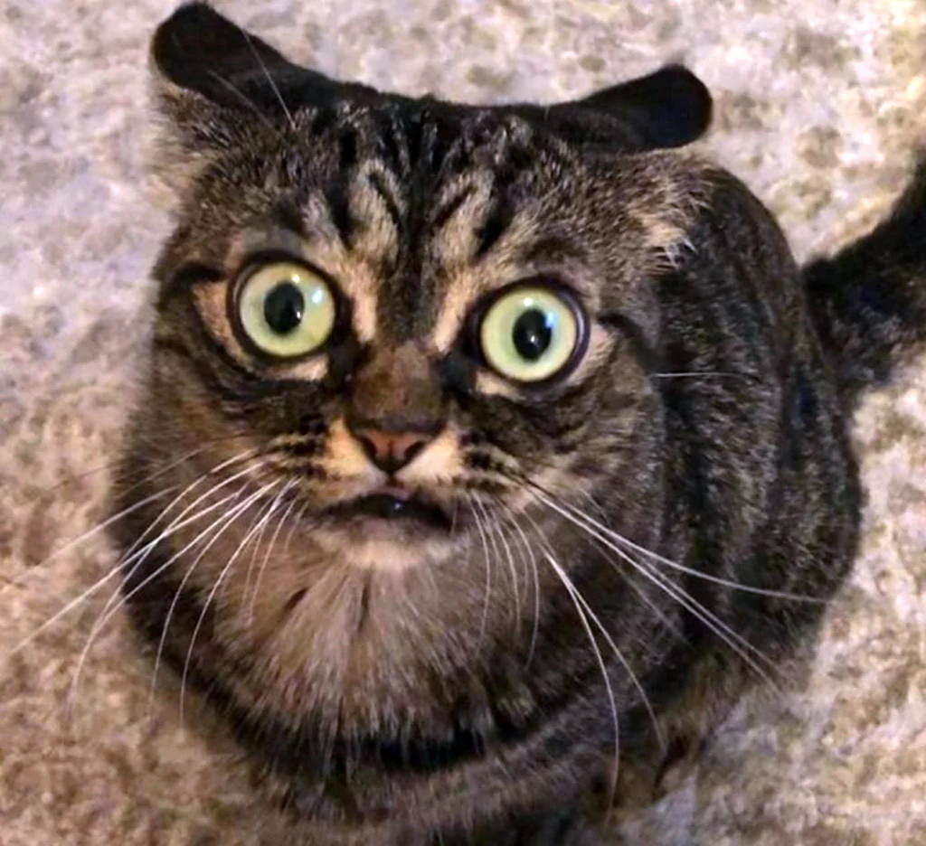 Grumpy Kitzia