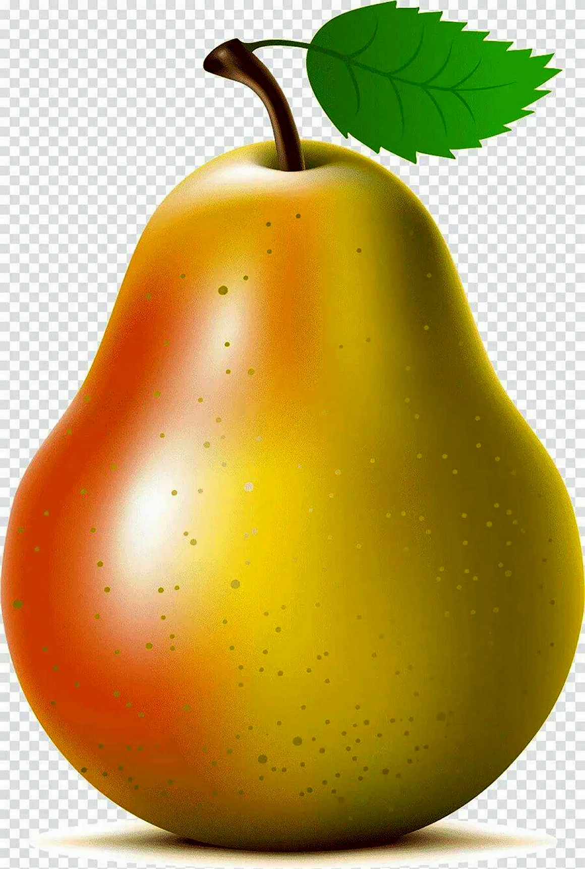 Груша