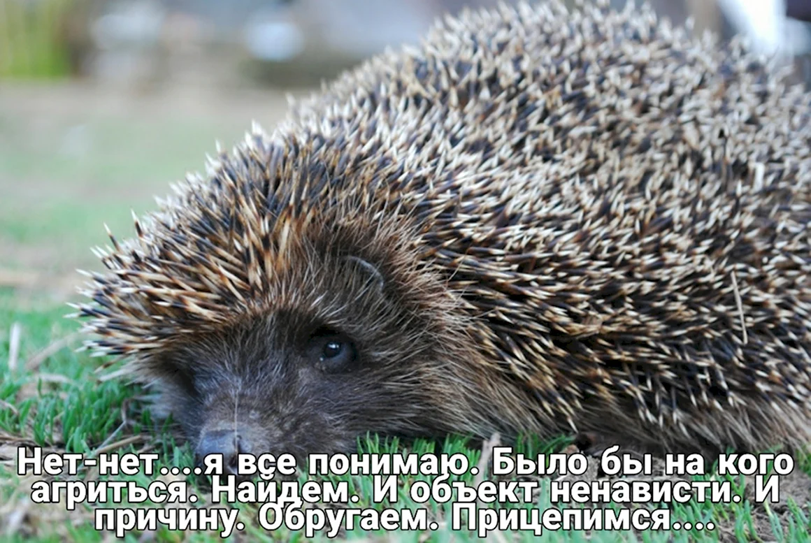 Грустный Ежик