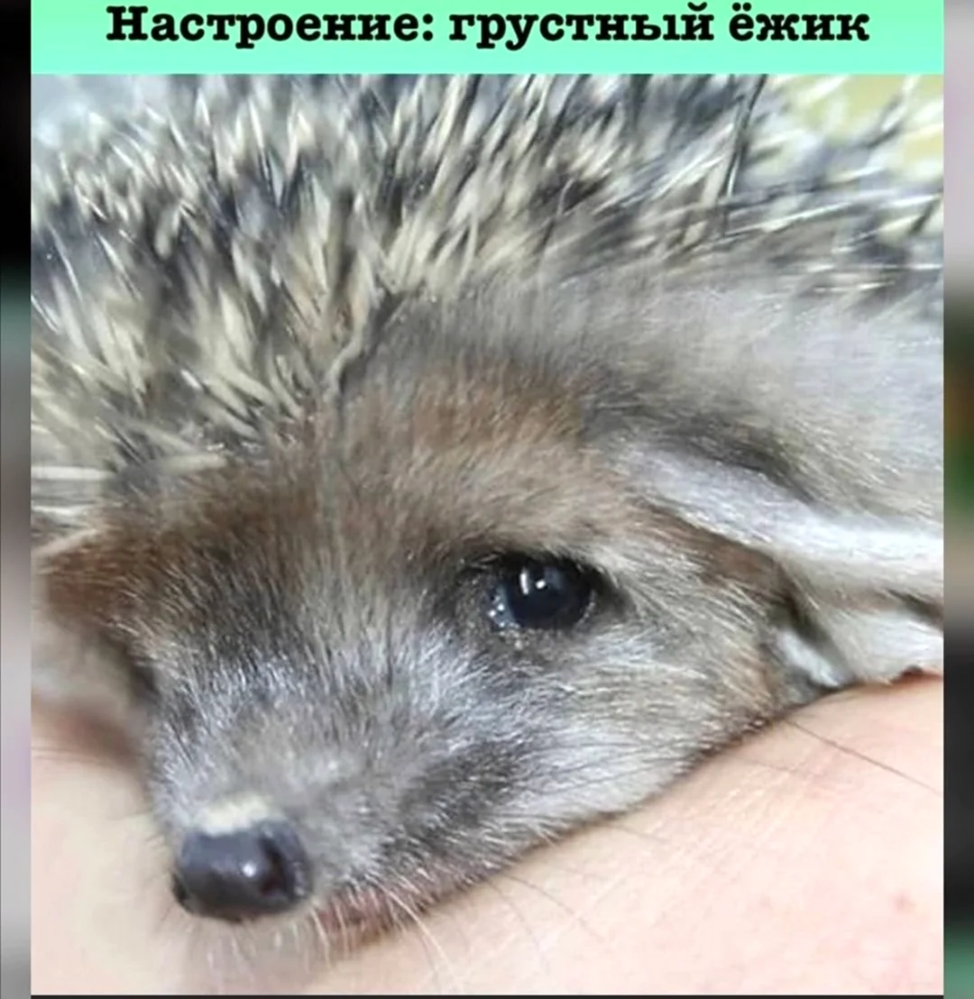 Грустный Ежик