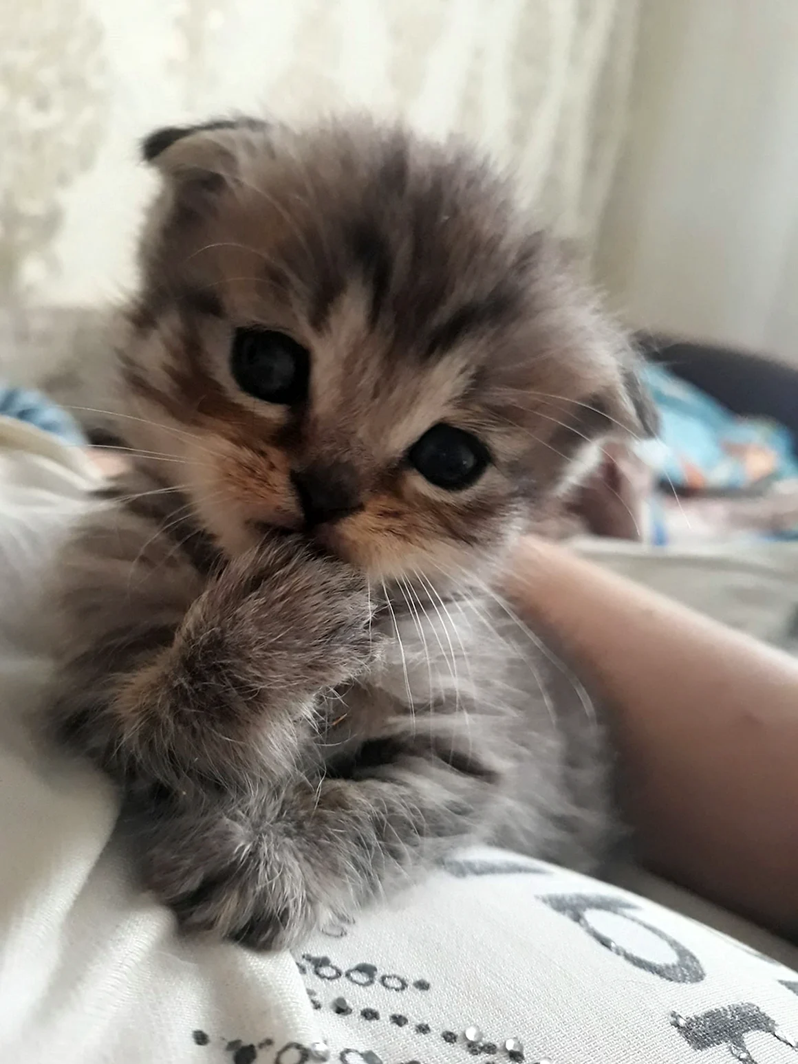 Грустный котенок