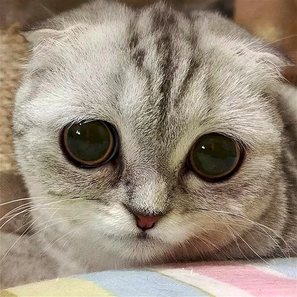 Грустный котик