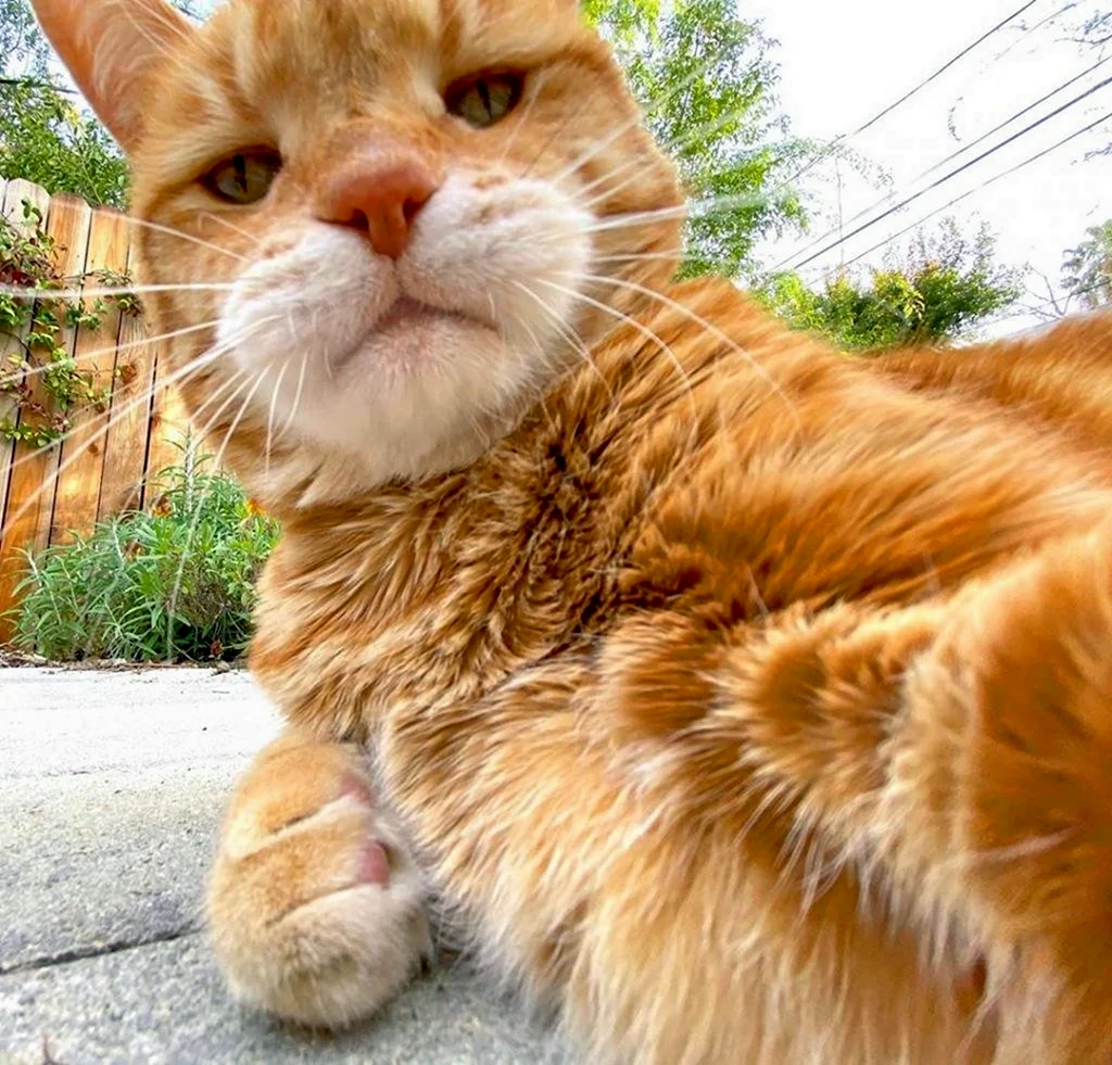 Грустный рыжий кот