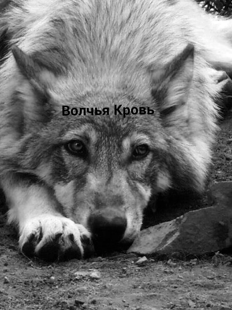 Грустный волк