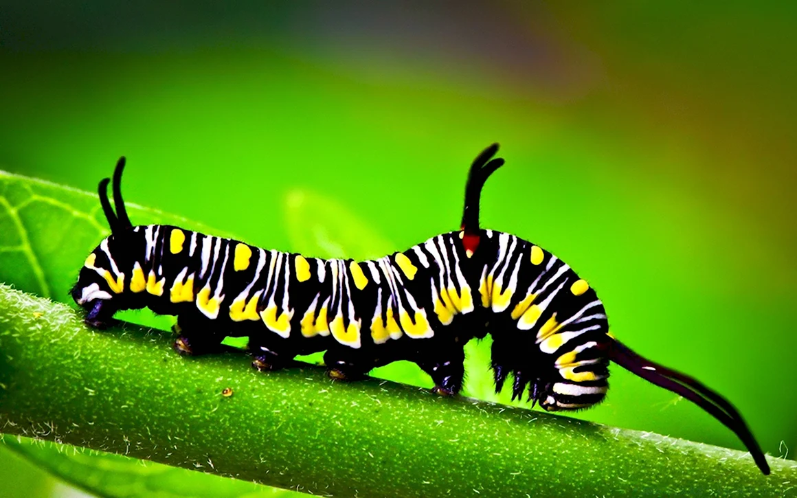 Гусеница бабочки Carthaea saturnioides
