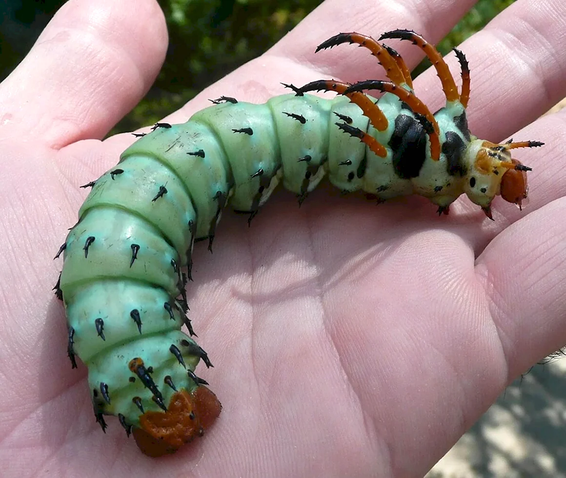 Гусеница Citheronia regalis